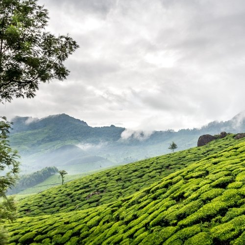 Munnar image